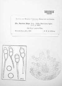 Puccinia stipae image